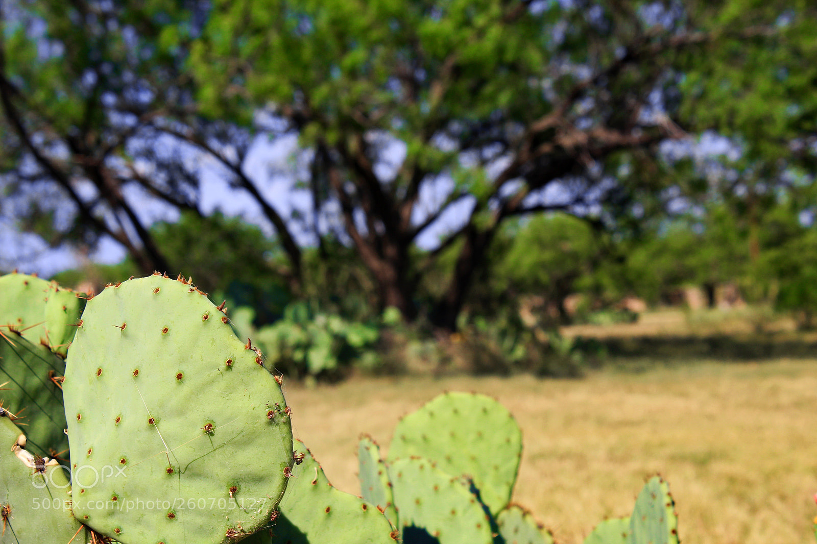 Canon EOS 1300D (EOS Rebel T6 / EOS Kiss X80) sample photo. Nopales photography