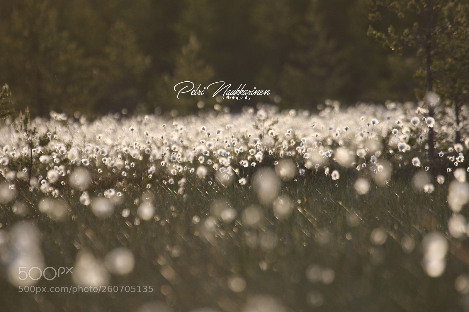 Canon EOS 7D Mark II sample photo. Marsh getting white color photography
