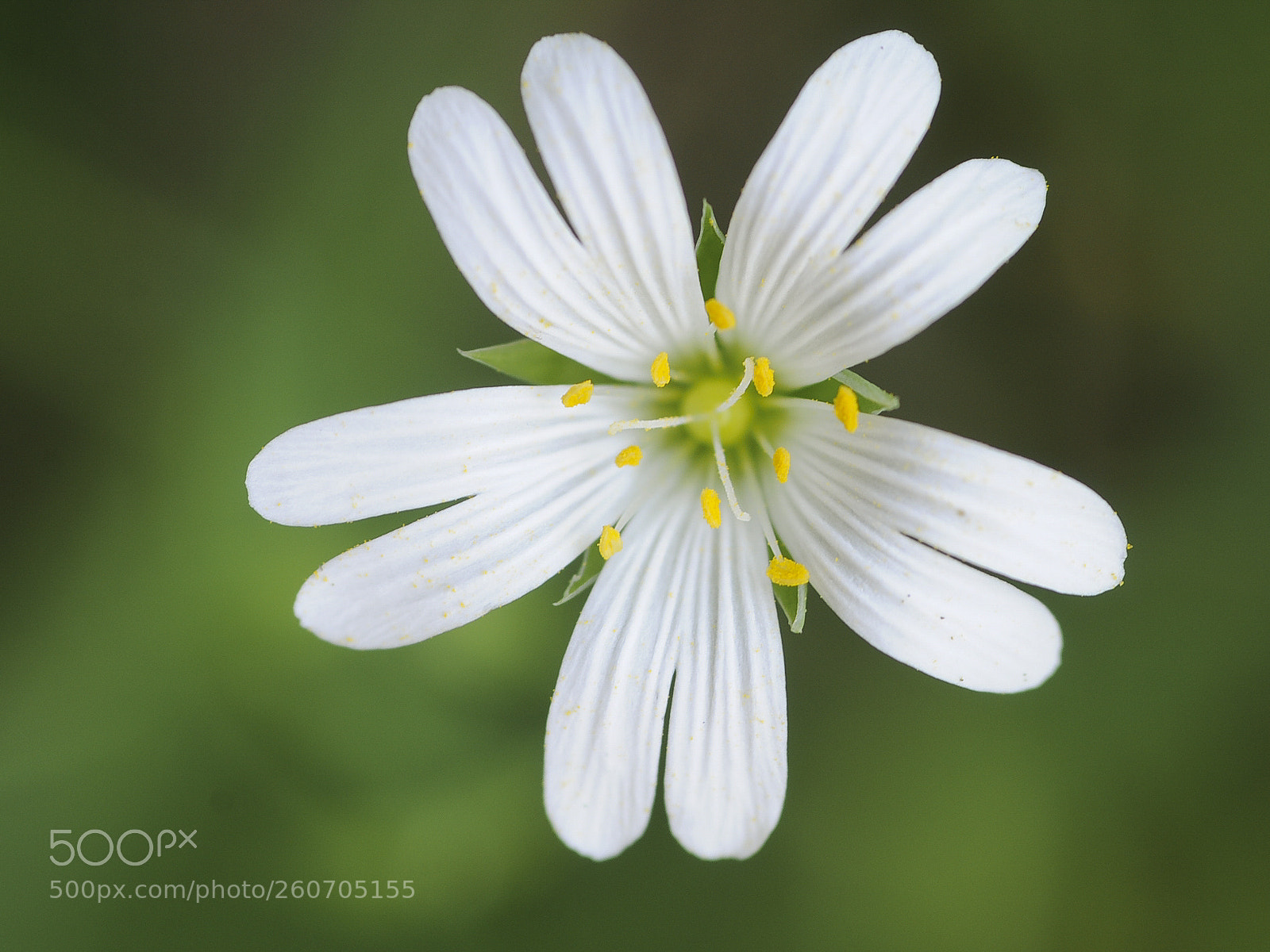Nikon D300S sample photo. Stellaria holostea photography