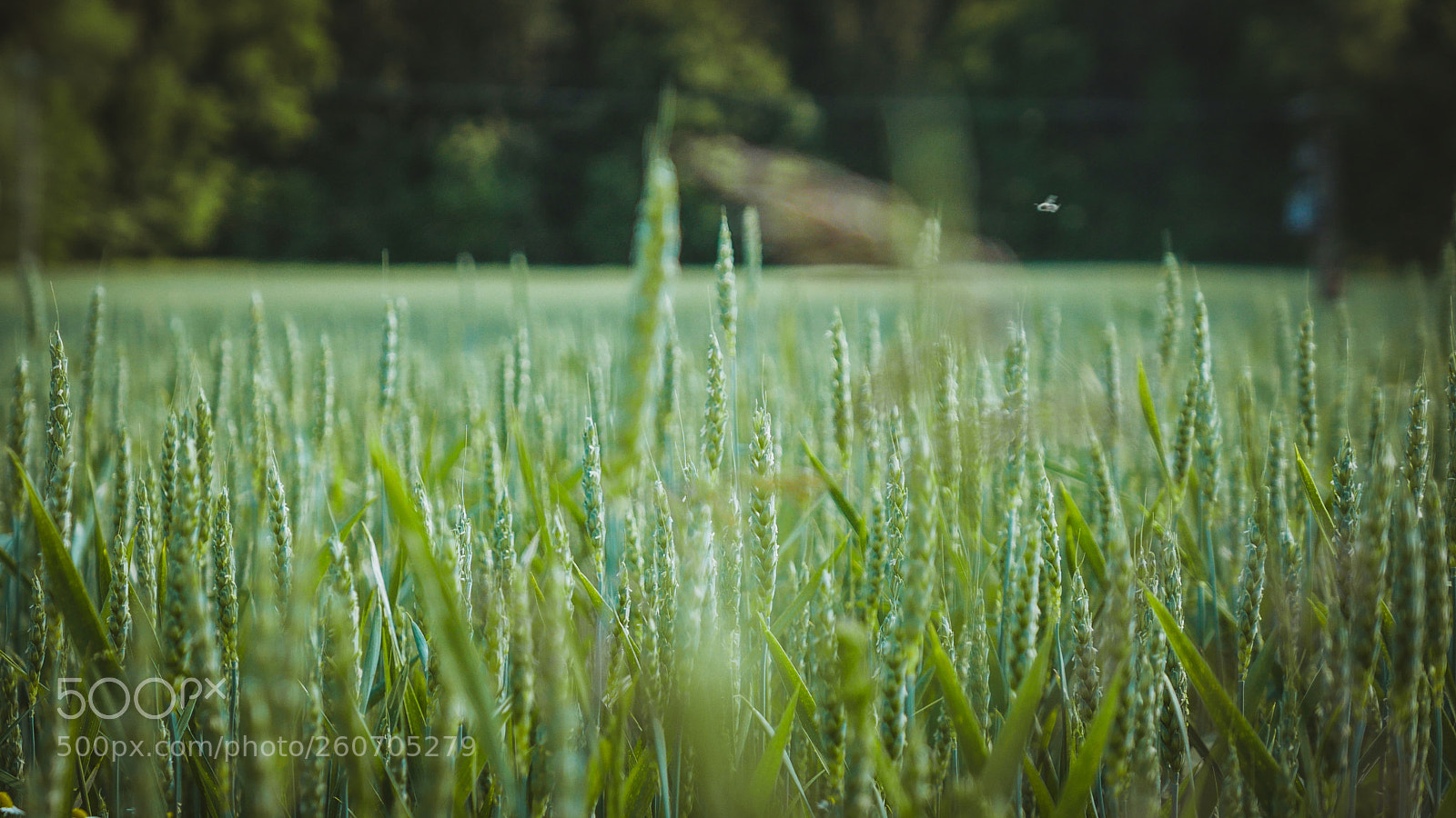 Panasonic Lumix DMC-LX100 sample photo. In the fields photography