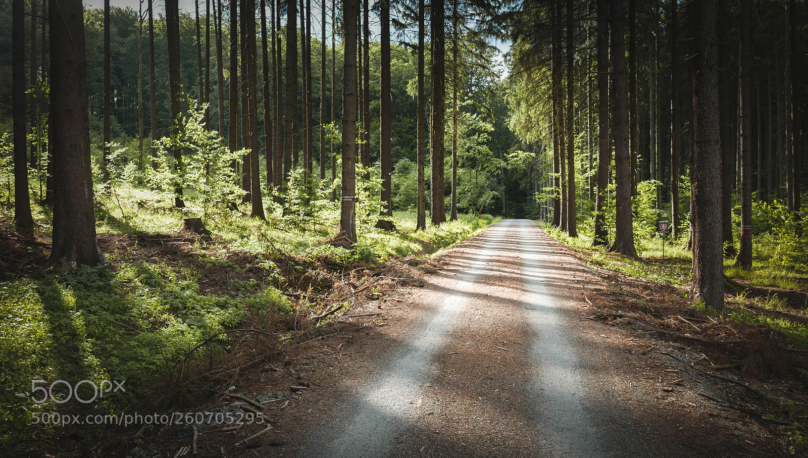 Panasonic Lumix DMC-LX100 sample photo. In the forest photography