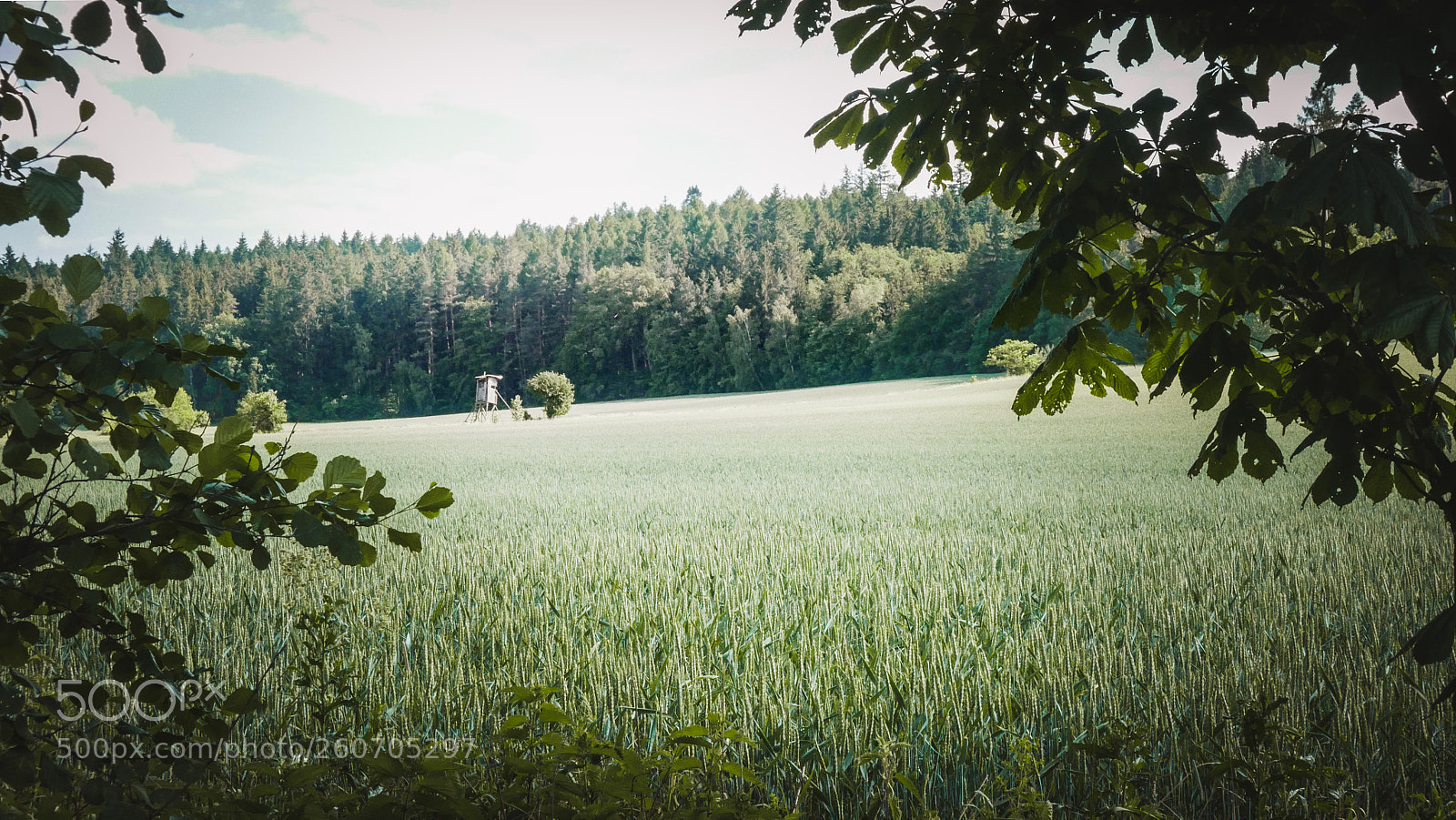 Panasonic Lumix DMC-LX100 sample photo. Tree stand photography