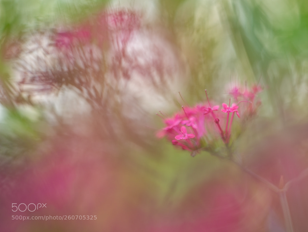 Canon EOS 6D sample photo. Painting with bokeh photography
