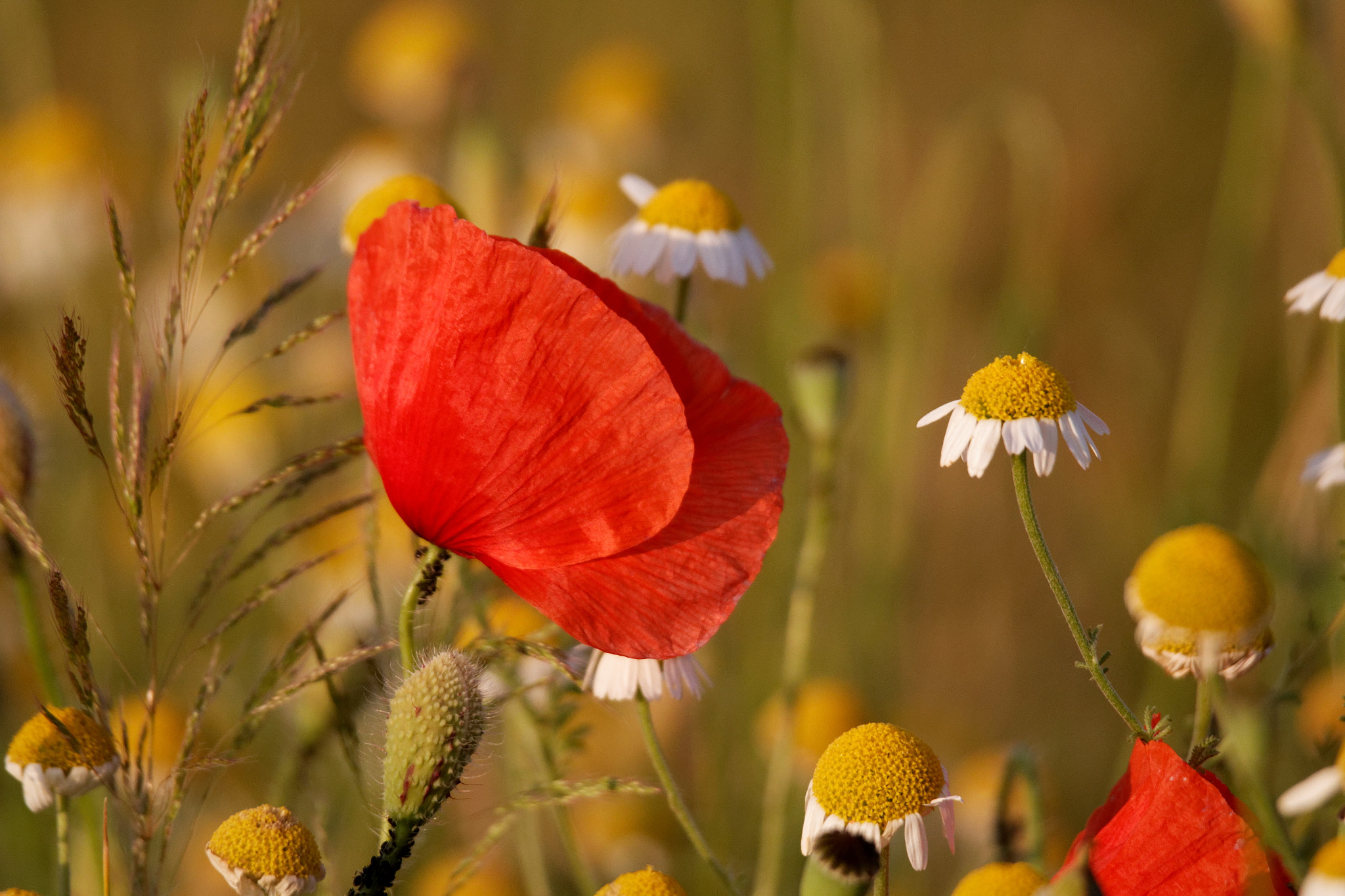 Canon EF 300mm F2.8L IS II USM sample photo. Poppy photography