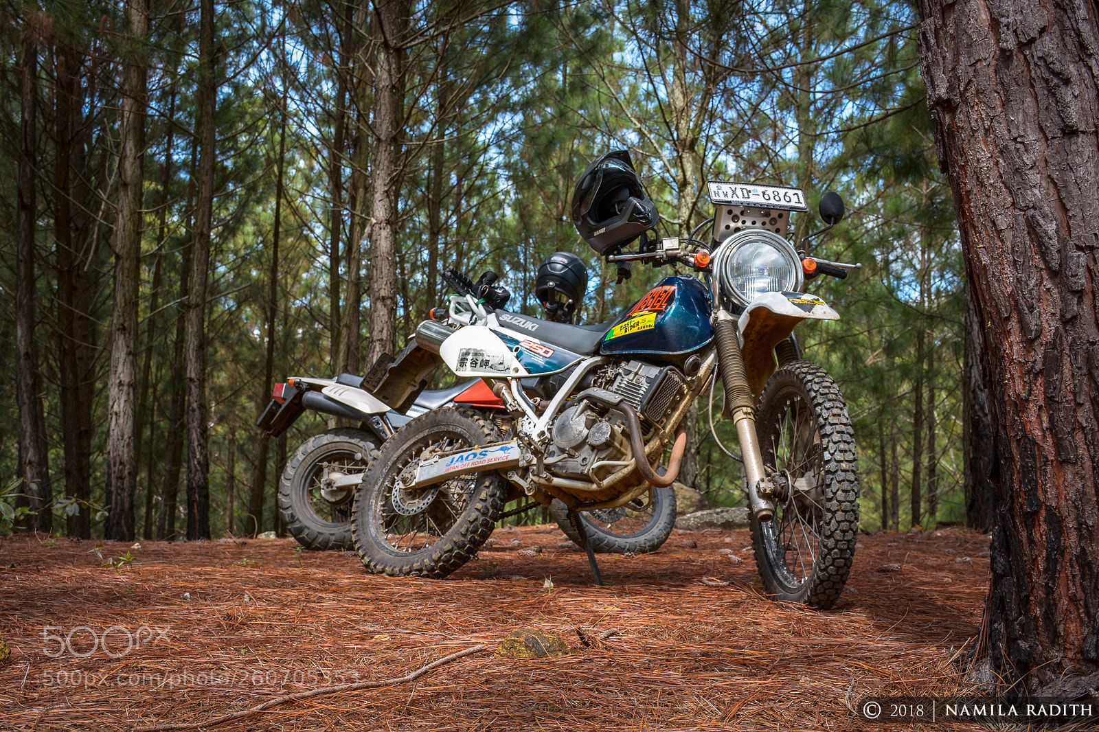 Nikon D7100 sample photo. Pine forest photography