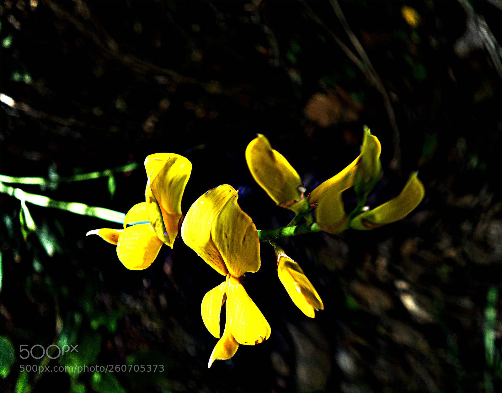 Sony Cyber-shot DSC-RX100 sample photo. Copia photography