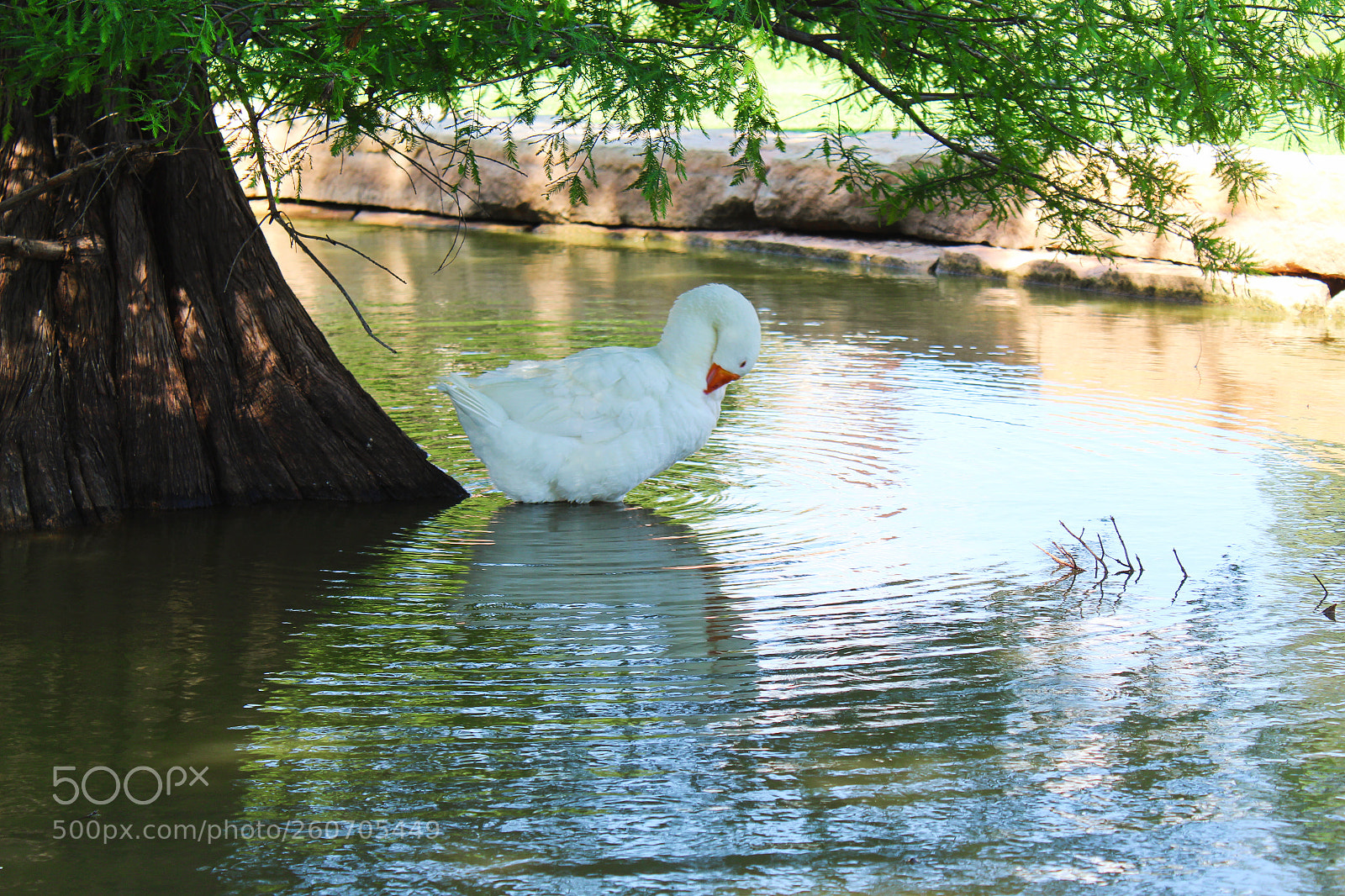 Canon EOS 1300D (EOS Rebel T6 / EOS Kiss X80) sample photo. Hsu campus pond photography