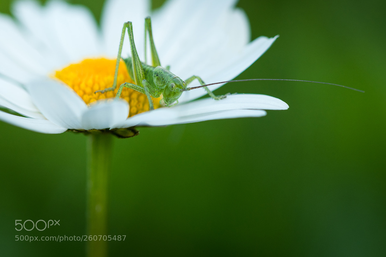 Nikon D500 sample photo. Grasshopper photography