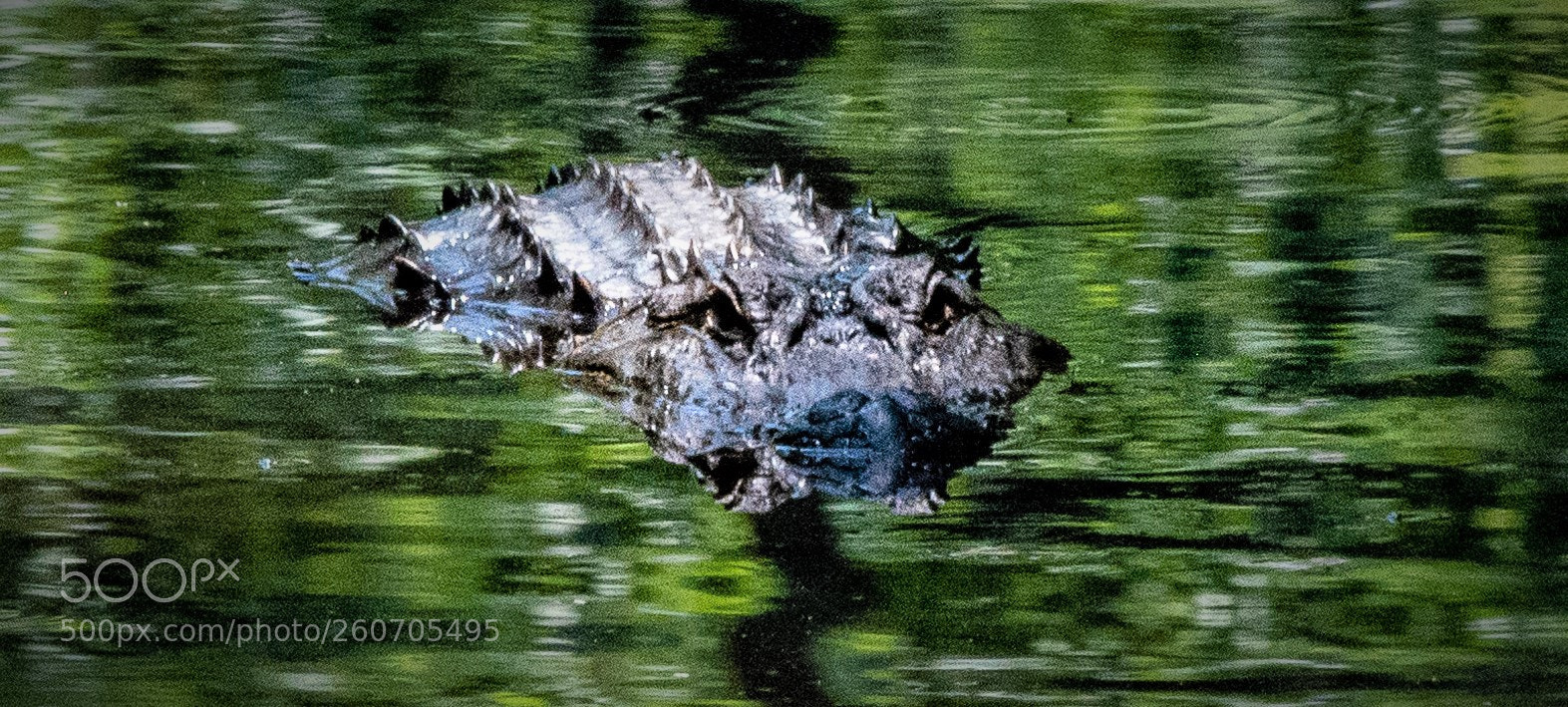 Nikon D5200 sample photo. Alligator photography