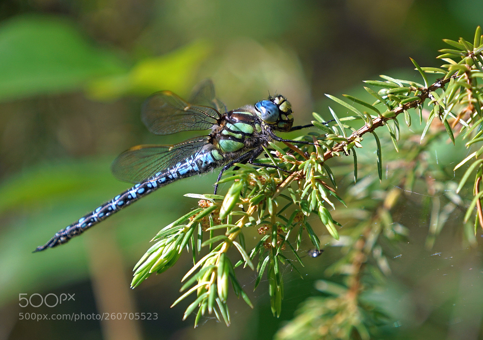Sony a7R II sample photo. Hairy hawker photography