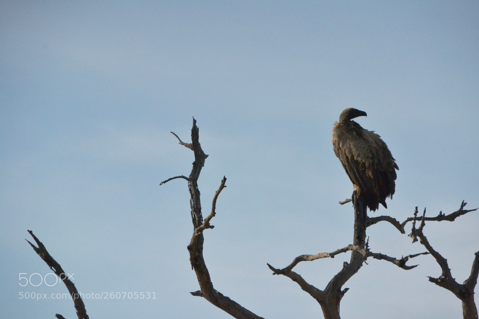 Nikon D3100 sample photo. White-backed vulture waiting photography