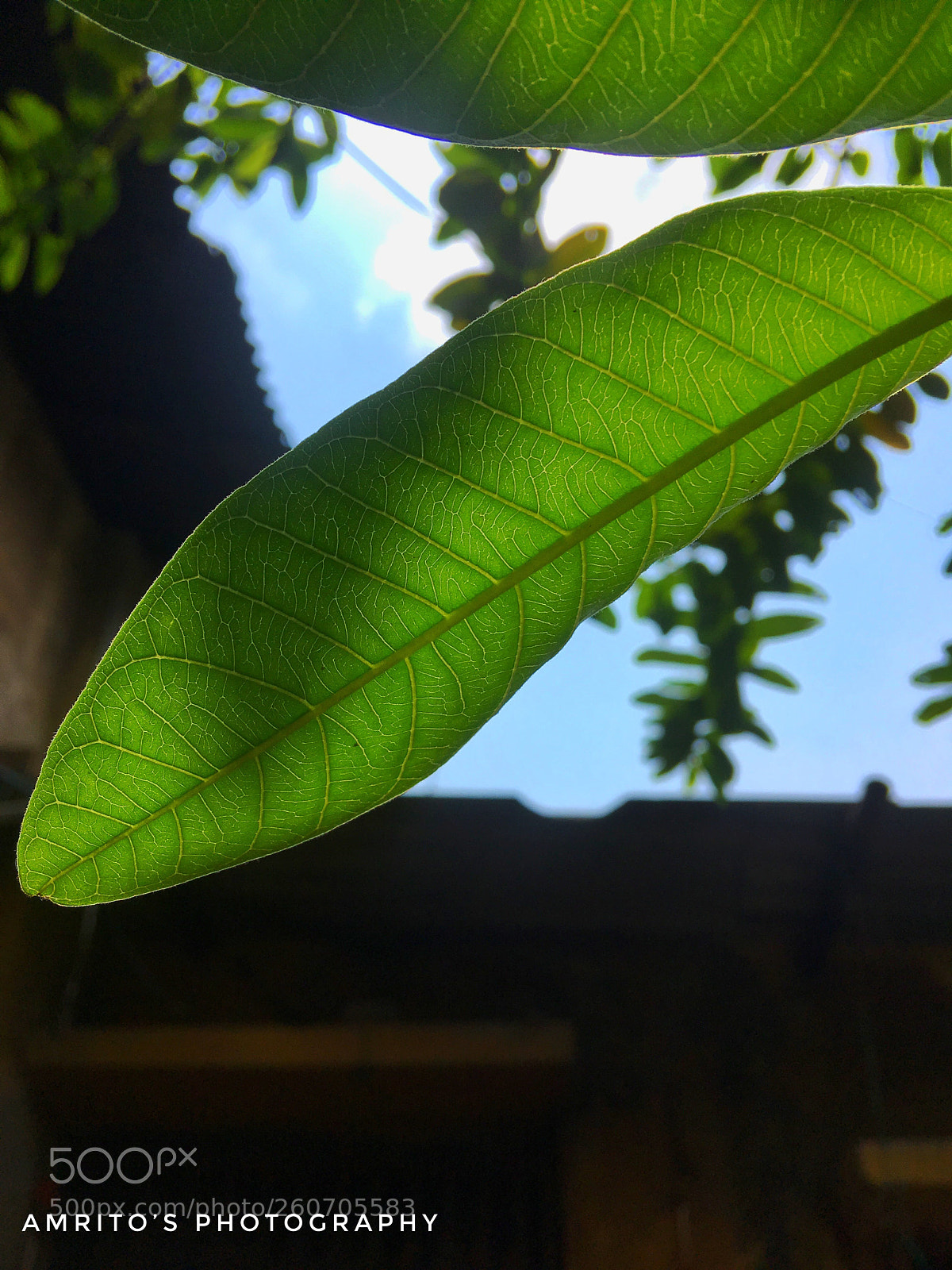 Apple iPhone SE sample photo. Leaf photography