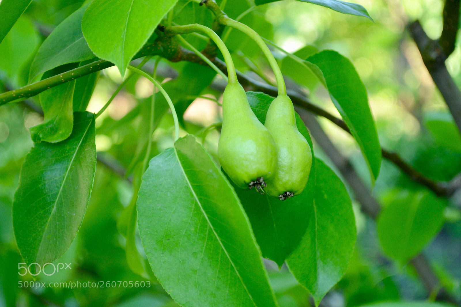 Nikon D3100 sample photo. Untitled photography