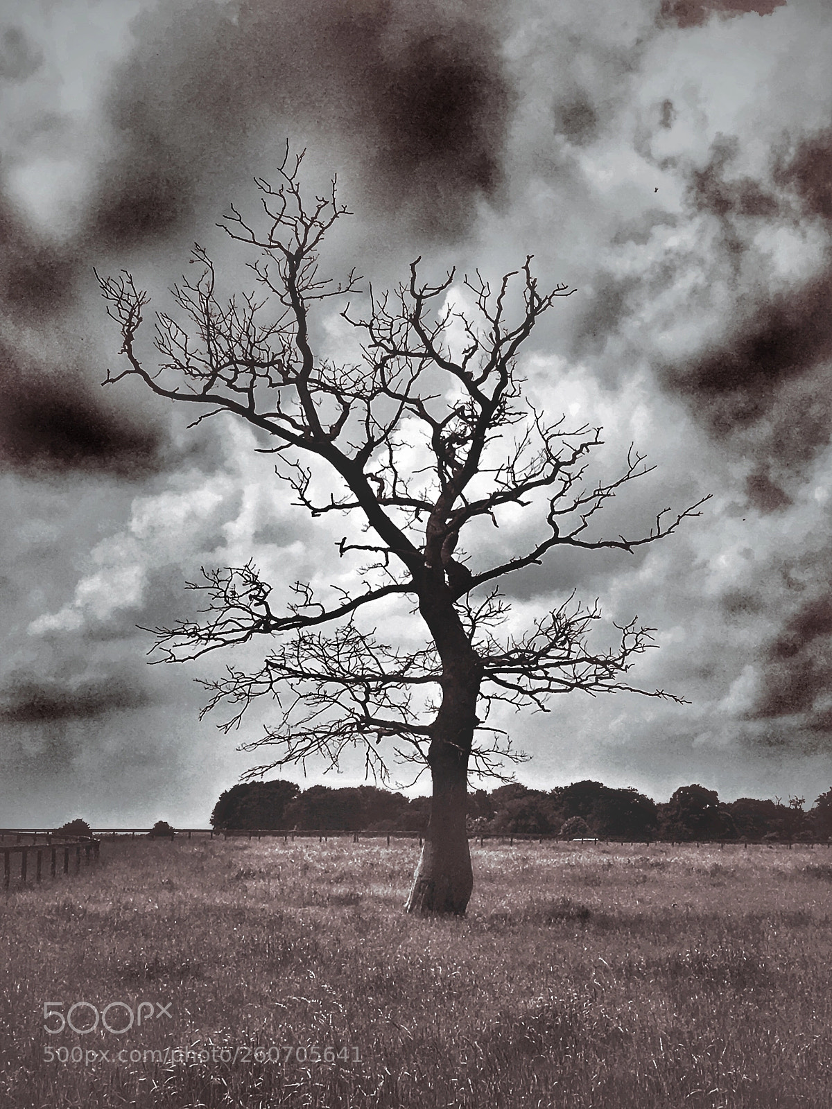 Apple iPhone 6s sample photo. Thunder tree photography