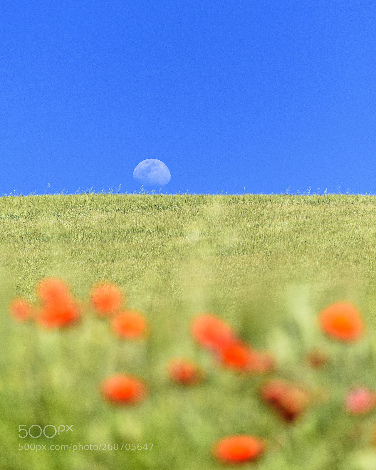 Nikon D750 sample photo. Poppies'moonrise photography