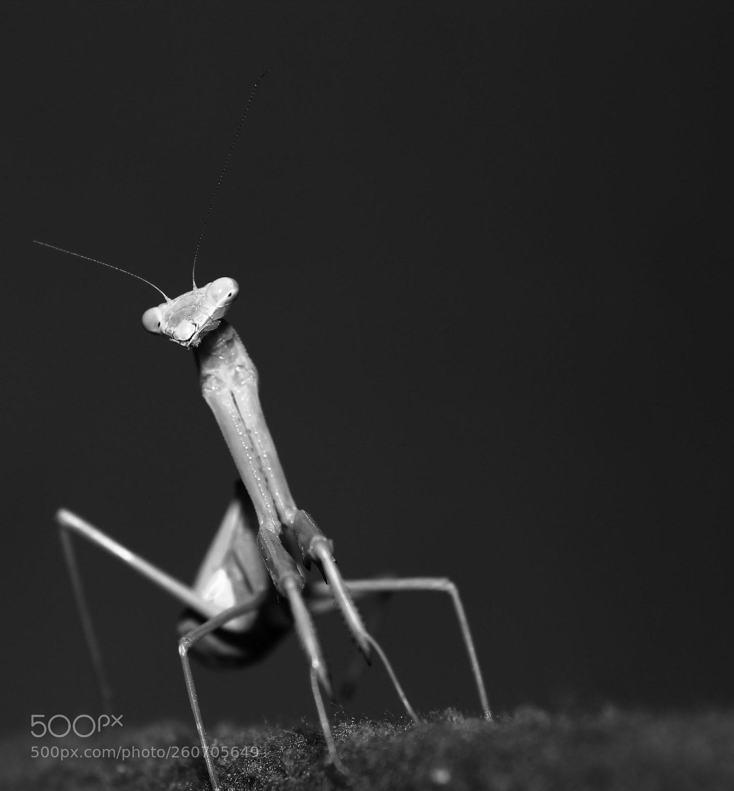Canon EOS 1200D (EOS Rebel T5 / EOS Kiss X70 / EOS Hi) sample photo. Praying mantis photography
