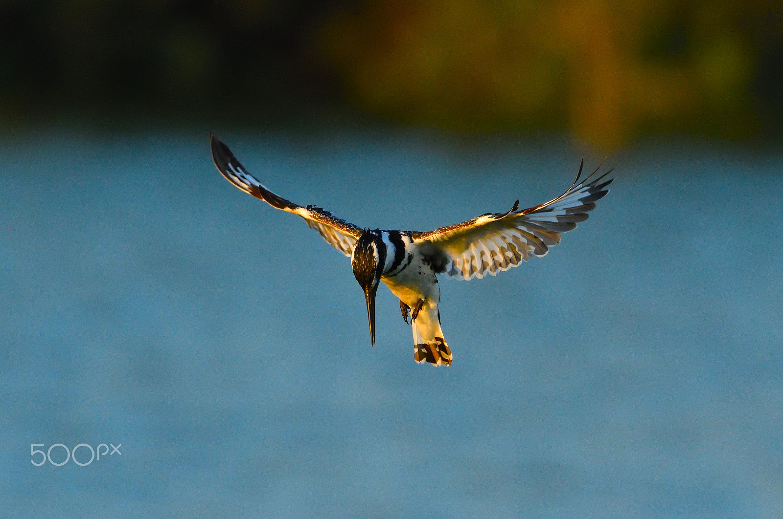 Nikon AF-S Nikkor 200-500mm F5.6E ED VR sample photo. Pied kingfisher photography