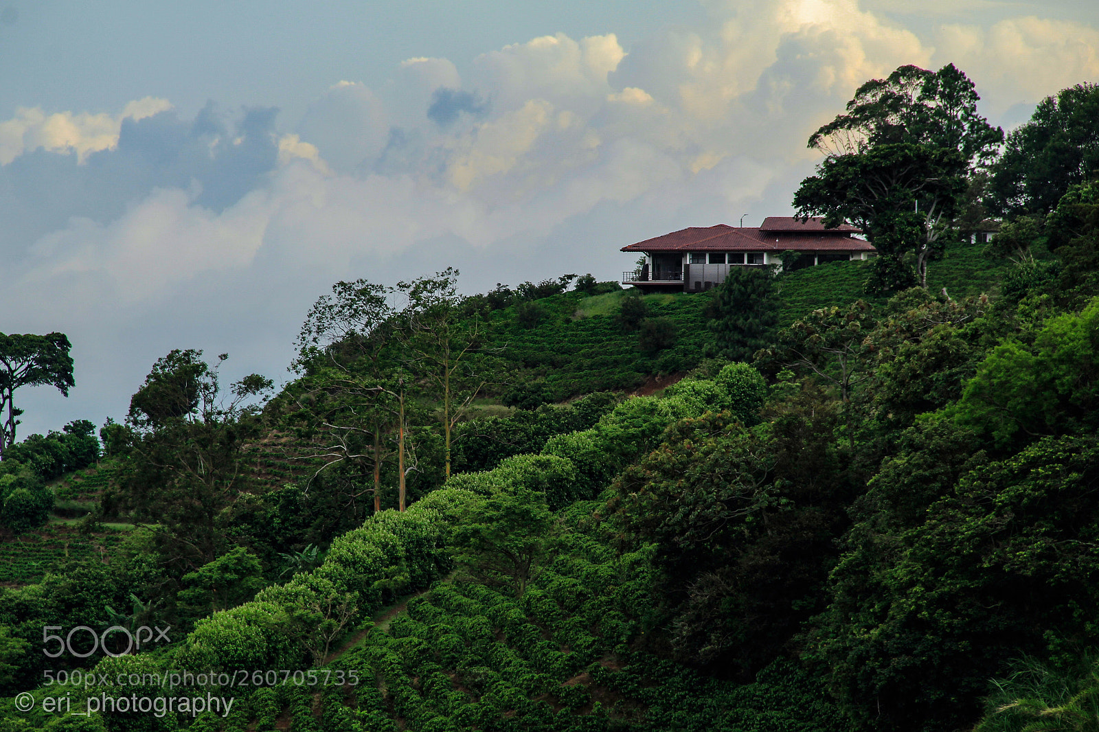 Canon EOS 1300D (EOS Rebel T6 / EOS Kiss X80) sample photo. Coffee plantation  photography