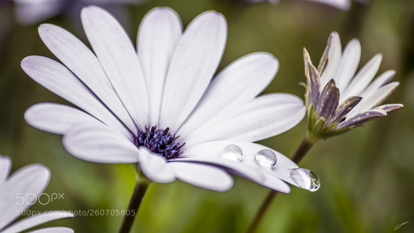 Nikon D5500 sample photo. *** flowers *** photography