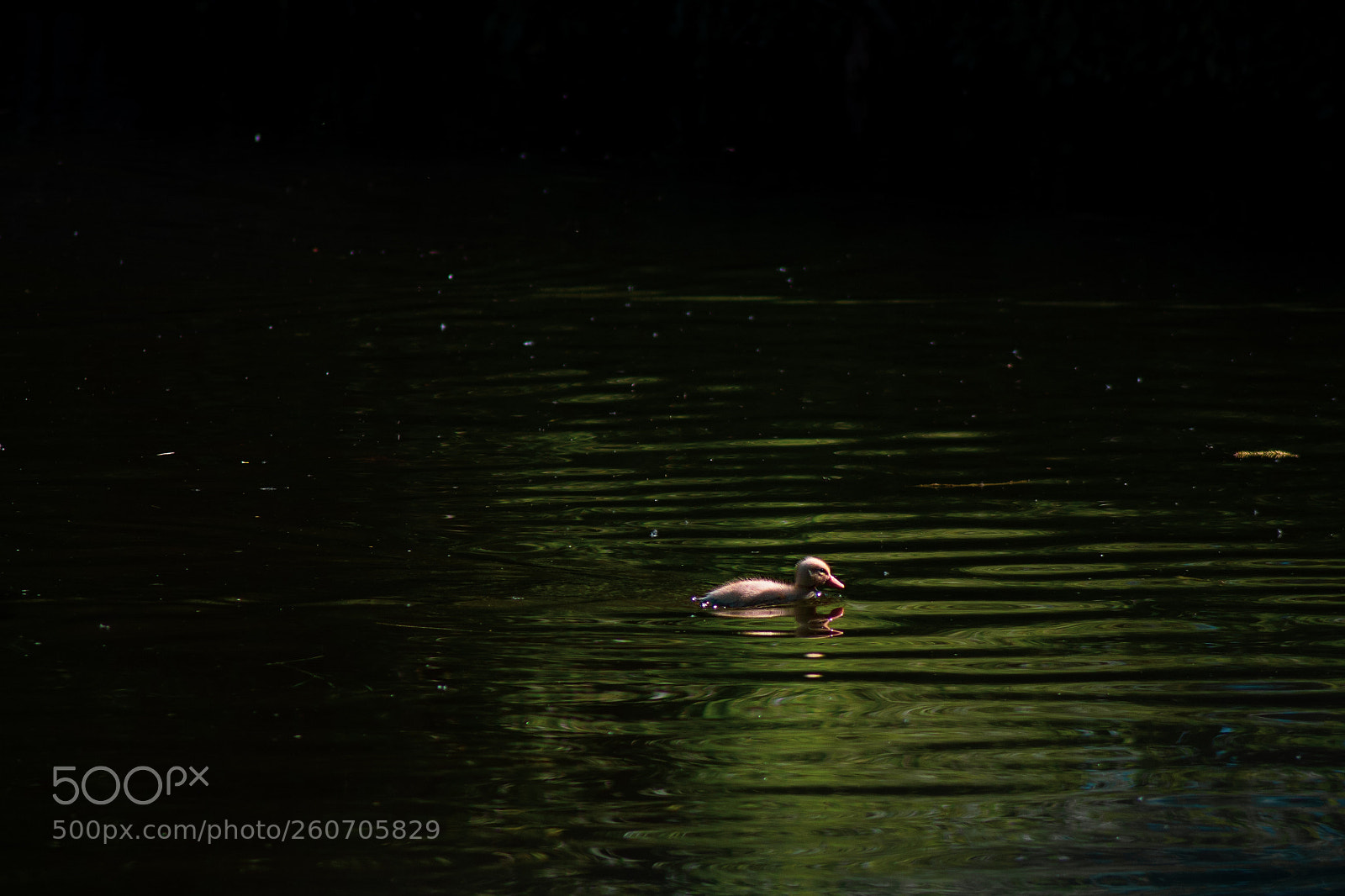 Canon EOS 1100D (EOS Rebel T3 / EOS Kiss X50) sample photo. Duckling photography