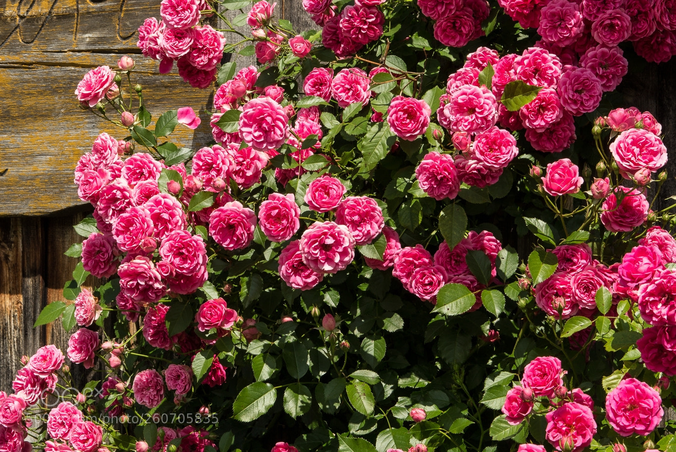 Canon EOS 1200D (EOS Rebel T5 / EOS Kiss X70 / EOS Hi) sample photo. Roses photography