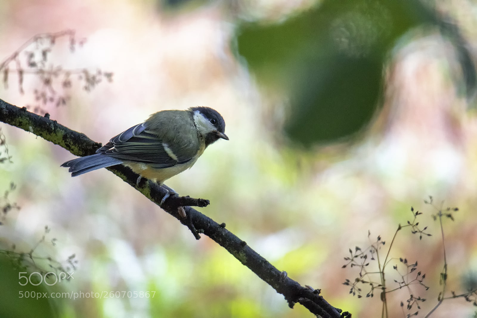 Canon EOS 7D Mark II sample photo. Mésange charbonnière photography