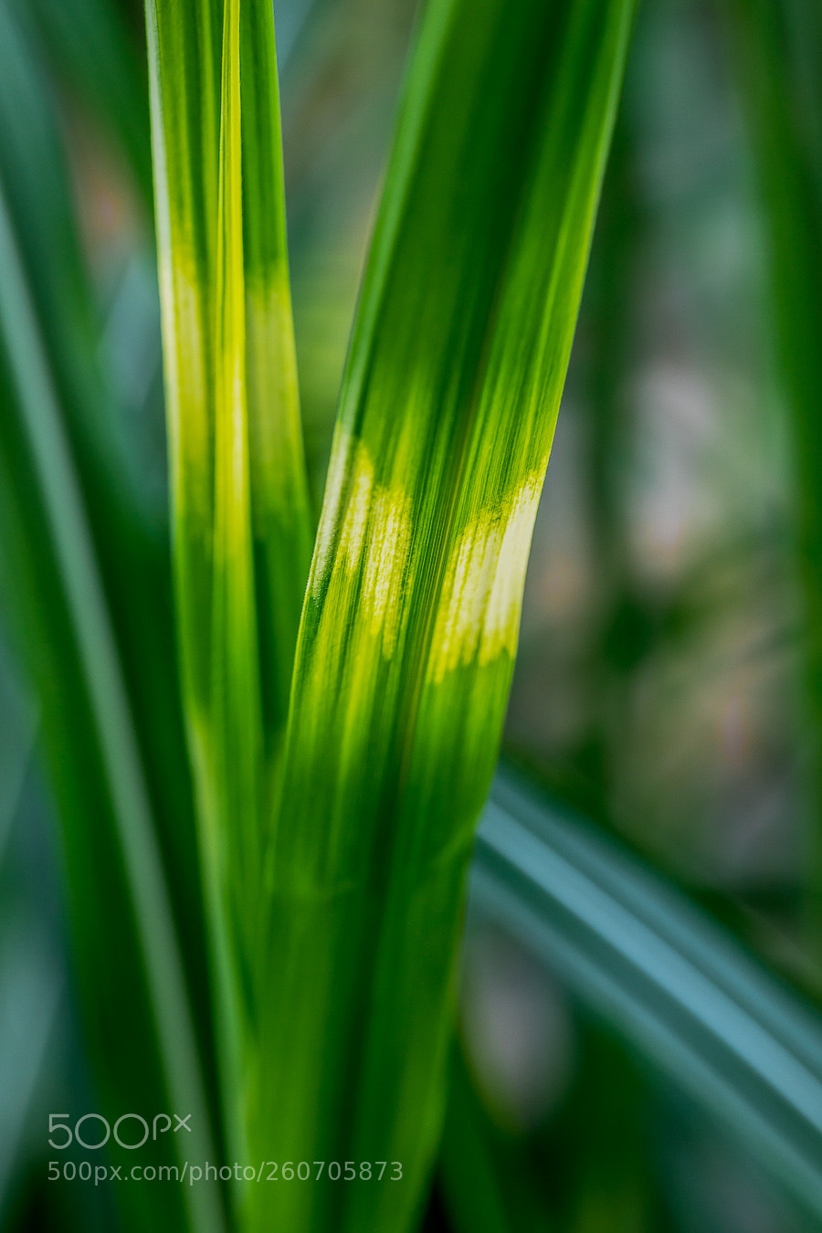 Canon EOS 5D Mark IV sample photo. Zebragras photography