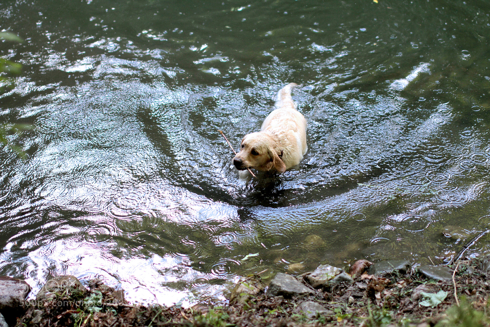 Canon EOS 7D sample photo. собака photography