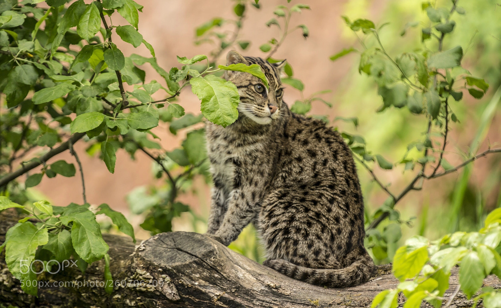 Sony a7R II sample photo. Wild cat  photography