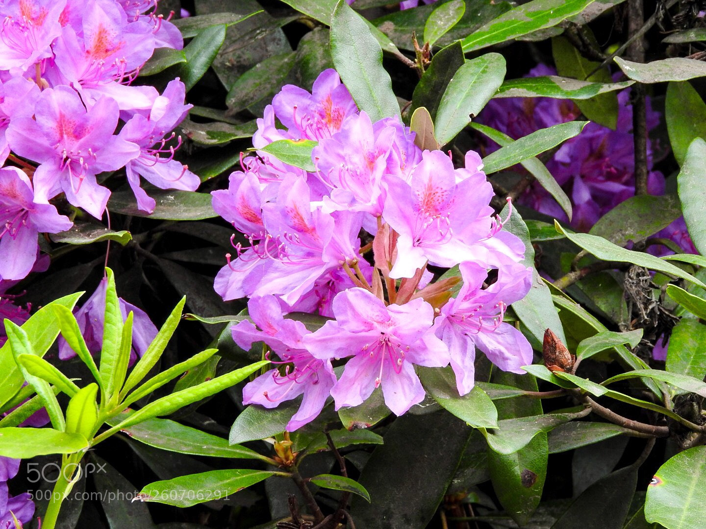 Nikon Coolpix P610 sample photo. Rhododendrons photography