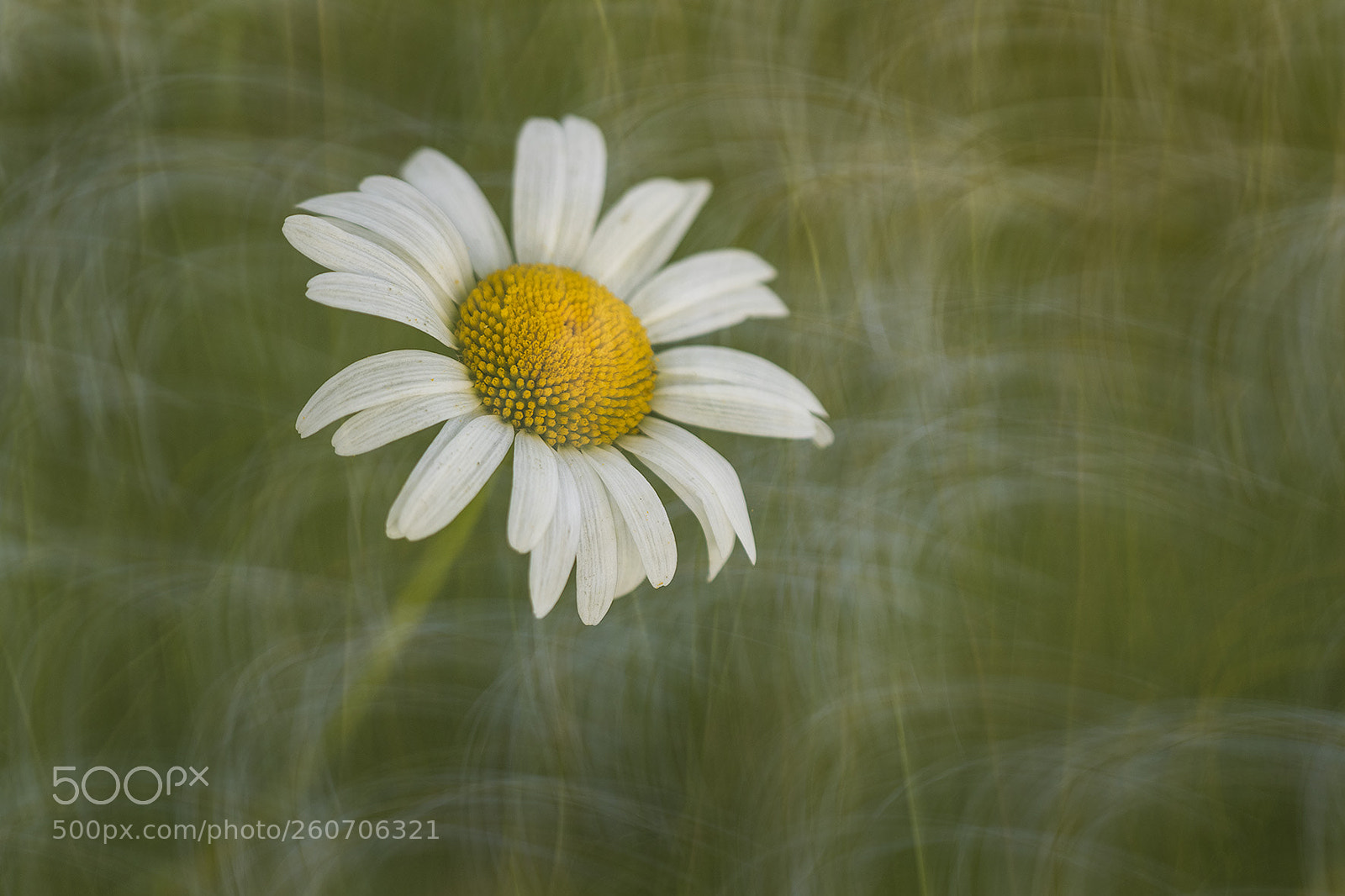 Canon EOS 7D Mark II sample photo. Daisy flower photography
