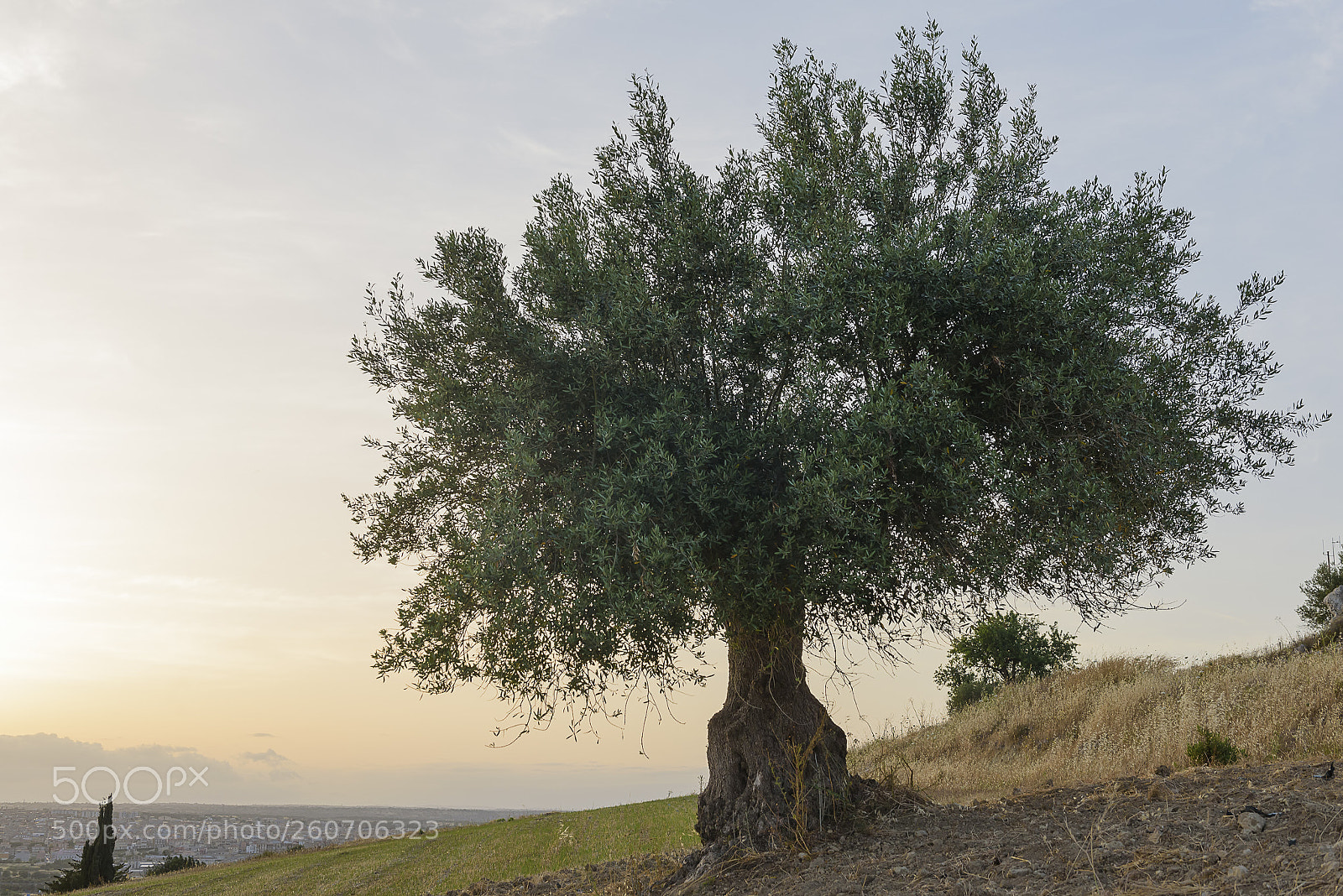 Nikon D750 sample photo. Trees of sicily #4 photography