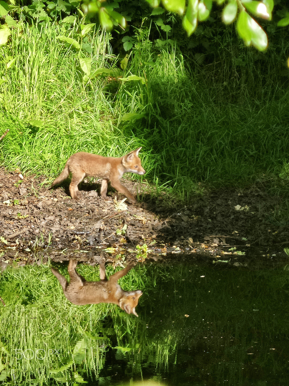 Samsung Galaxy K Zoom sample photo. Fox cub reflections photography