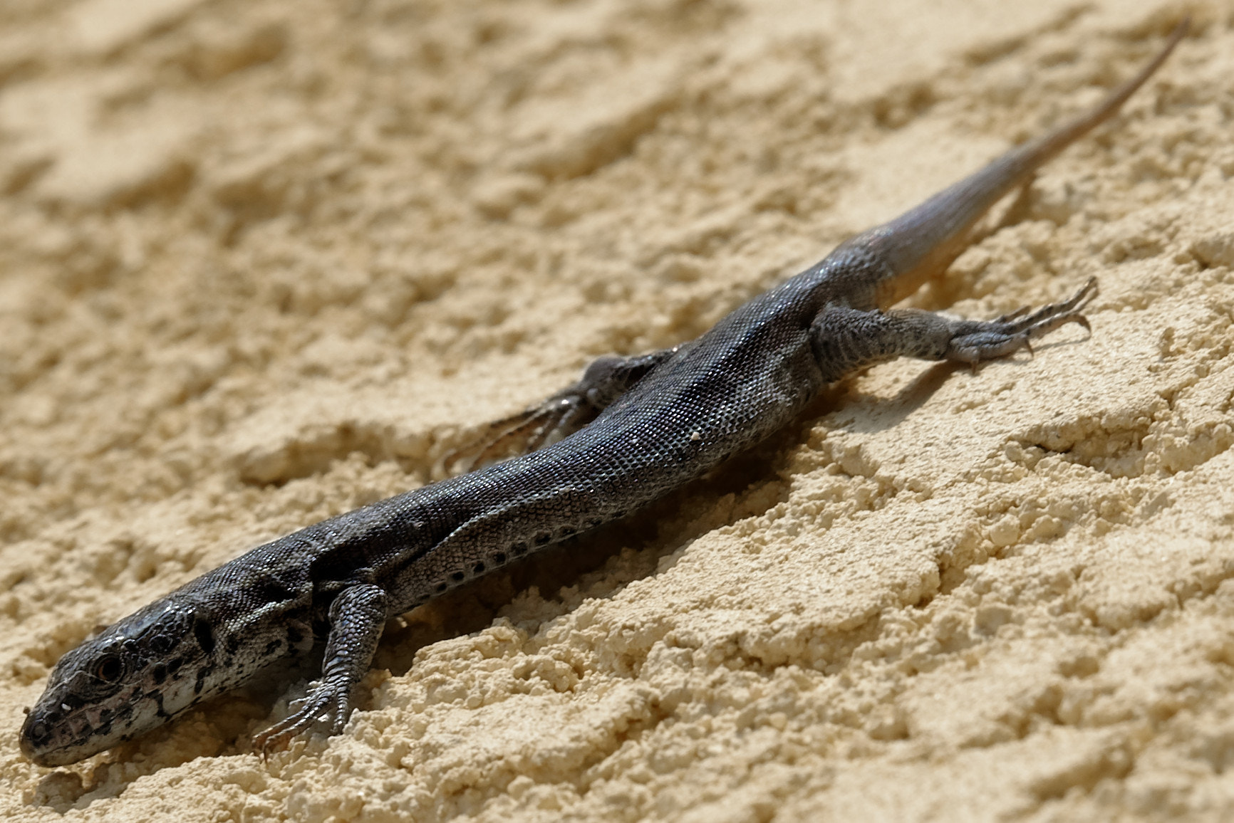 Nikon D610 sample photo. Lizard "podarcis muralis" photography