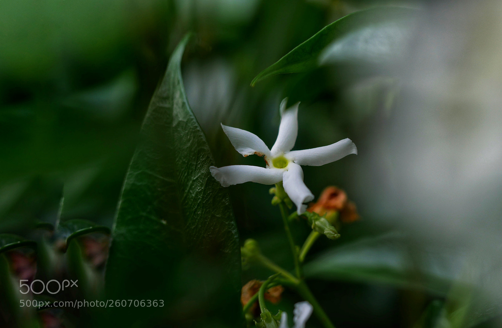 Panasonic Lumix DMC-GX85 (Lumix DMC-GX80 / Lumix DMC-GX7 Mark II) sample photo. *... photography