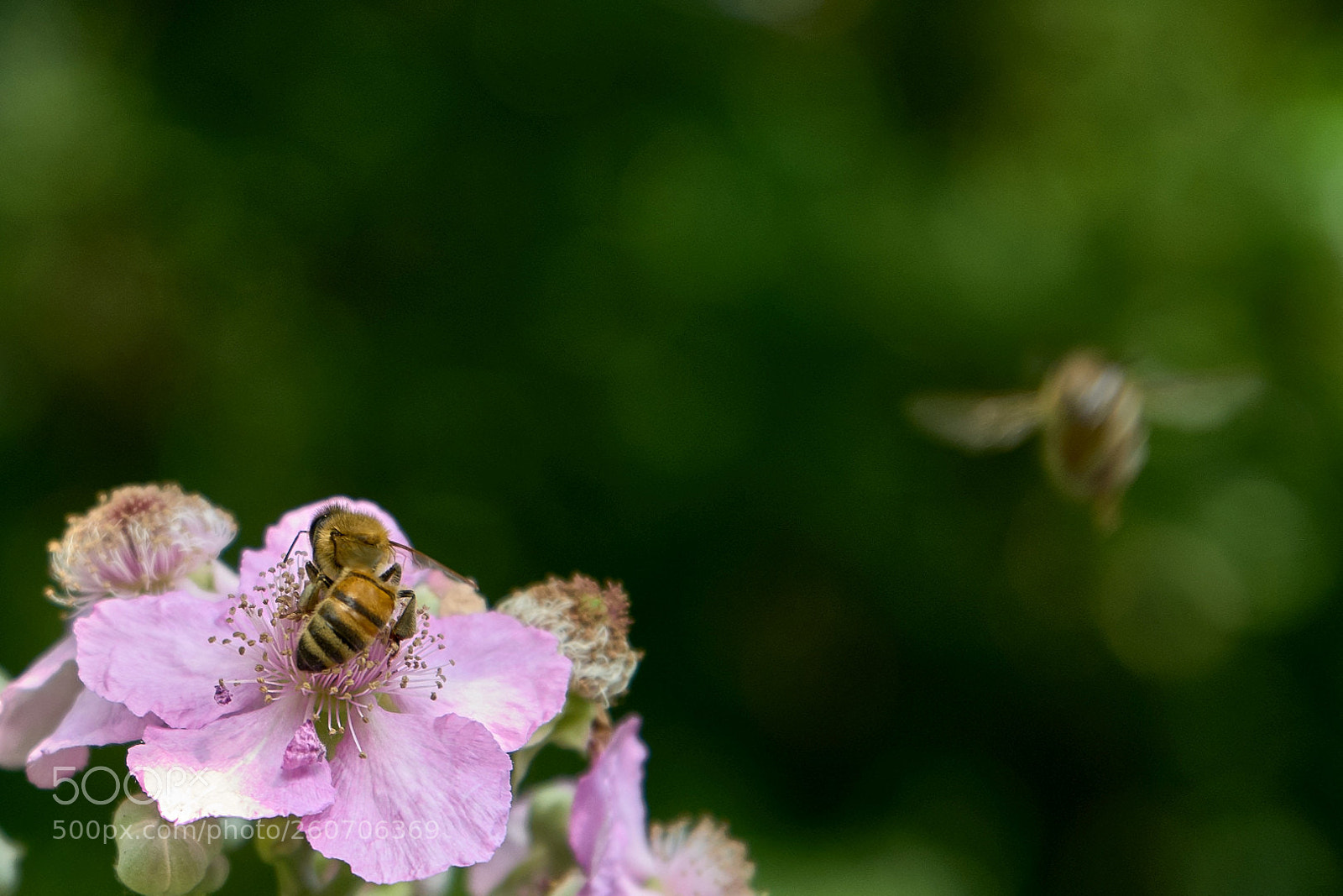 Sony a7 II sample photo. Bees photography