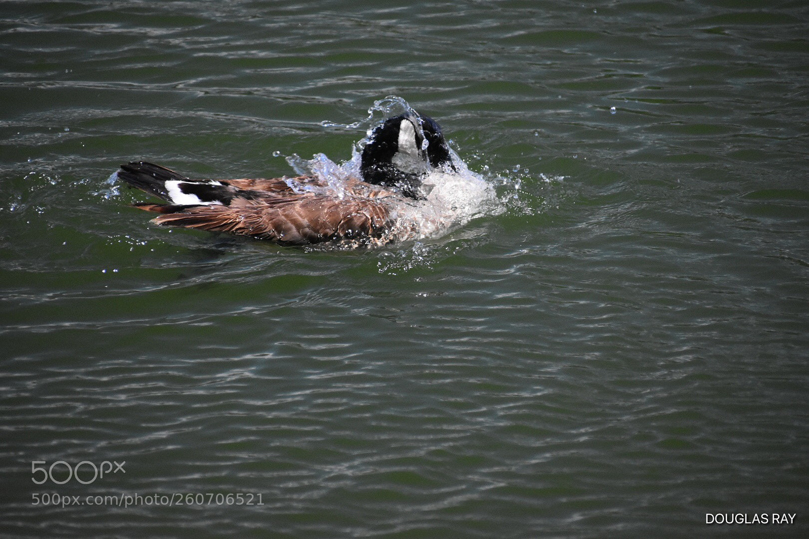 Nikon D3400 sample photo. Taking a bath photography