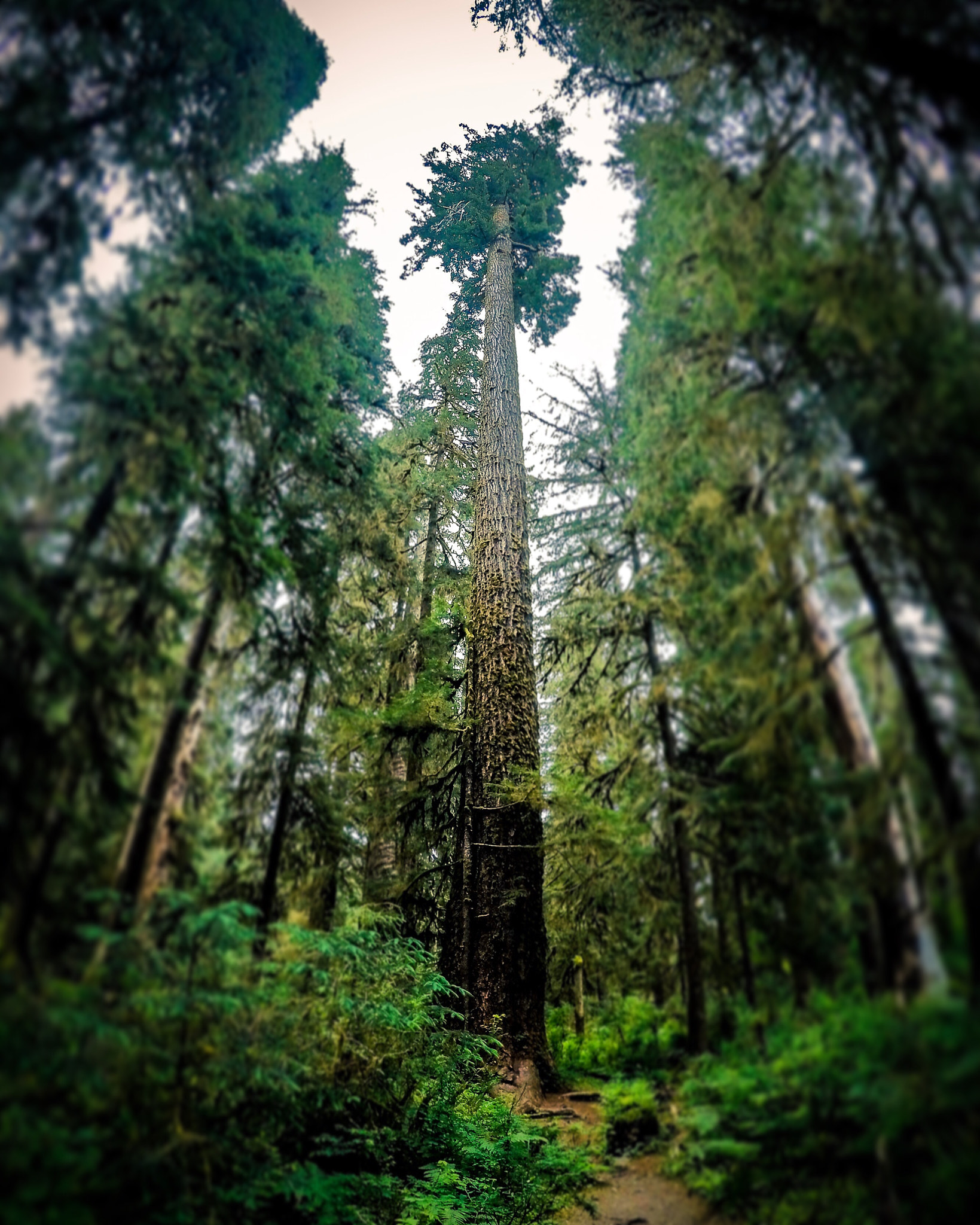 GoPro Hero5 Black sample photo. Old growth photography