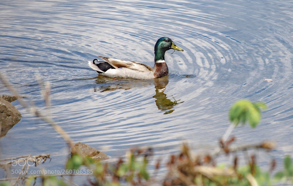 Nikon D500 sample photo. Mallard  photography