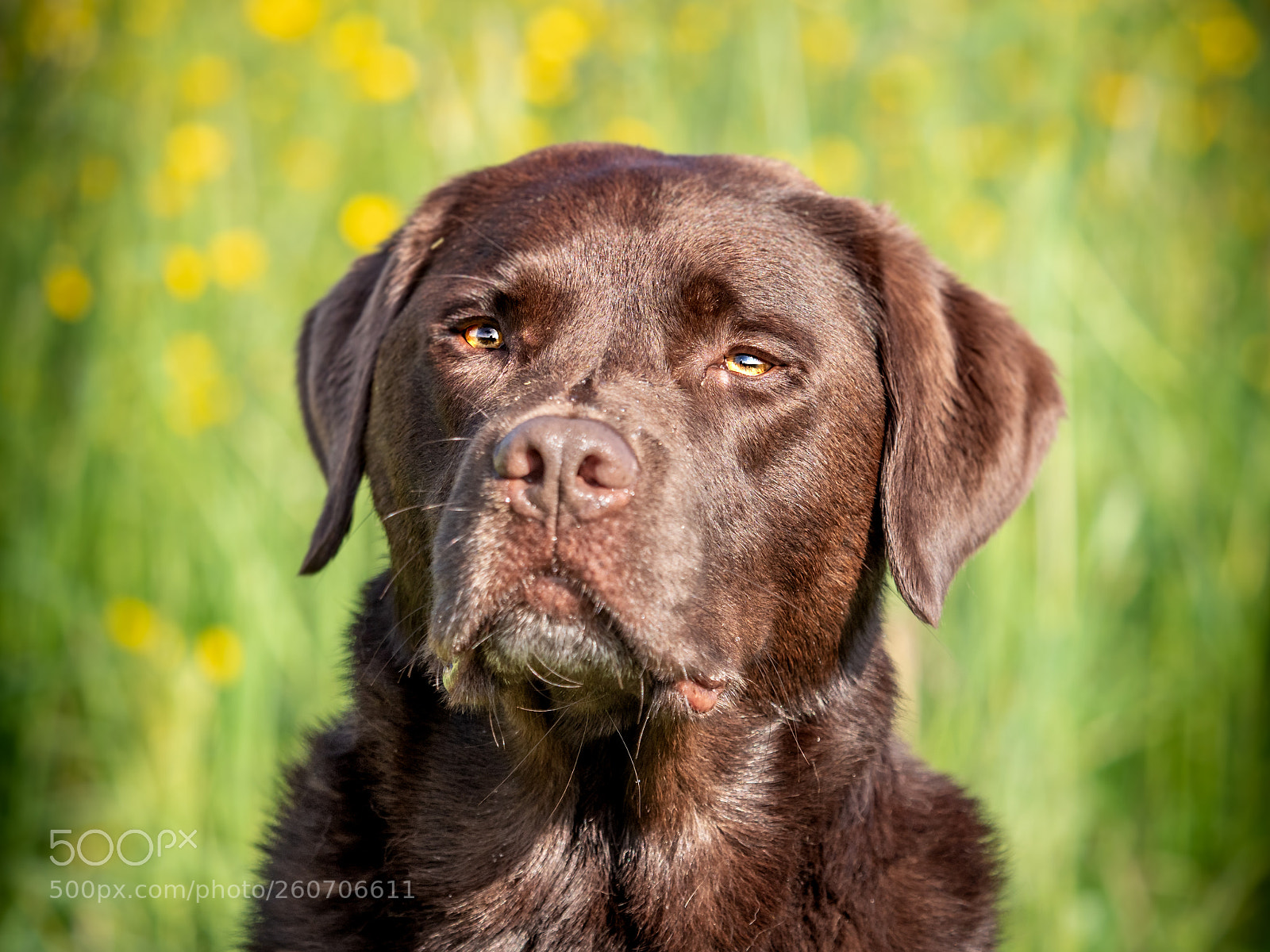 Olympus OM-D E-M1 Mark II sample photo. Labrador photography
