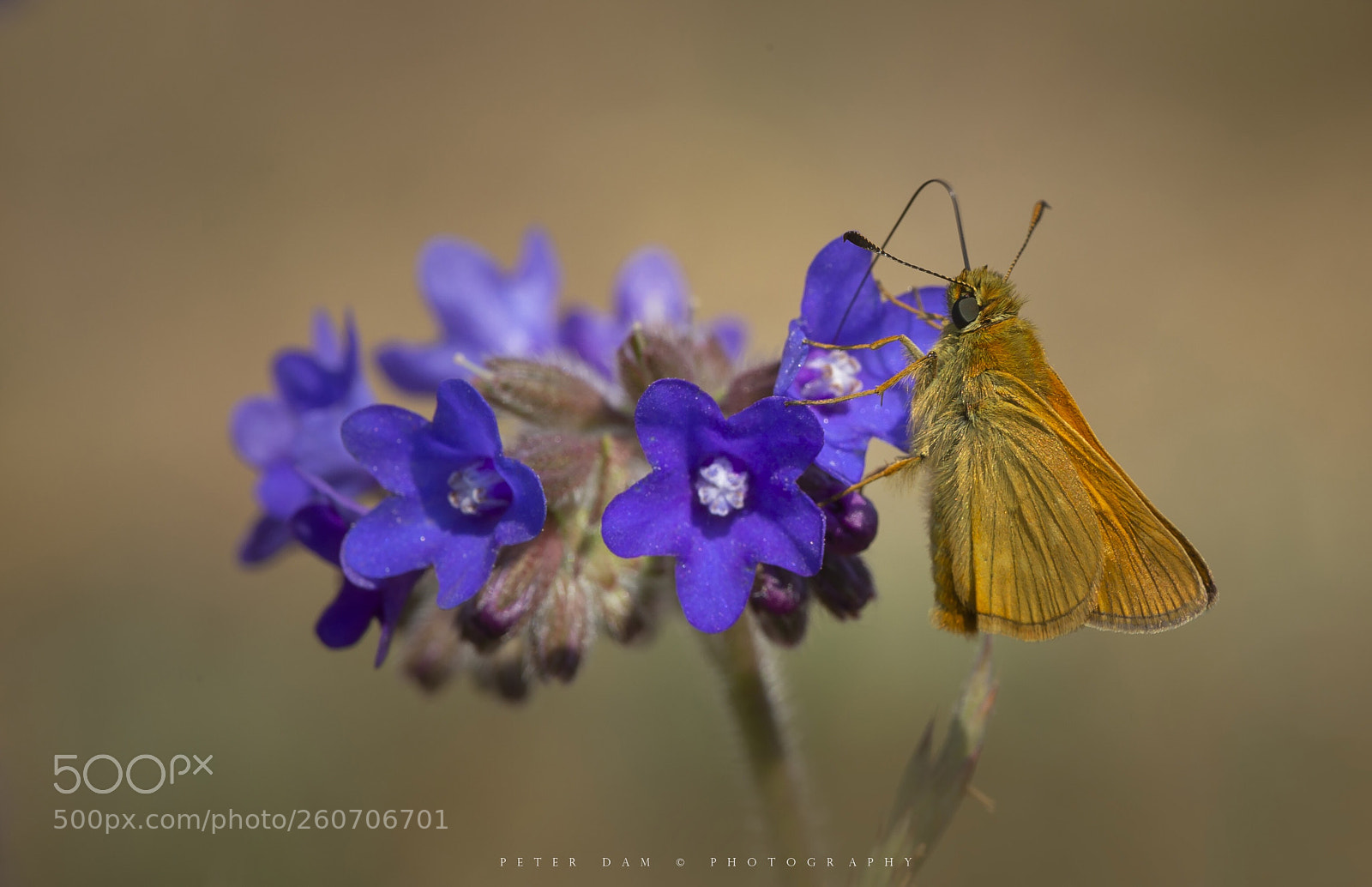 Canon EOS-1D X sample photo. Large skipper photography