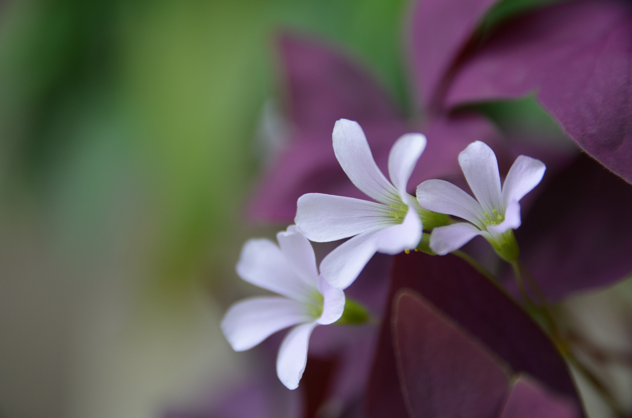 Nikon D7000 + Sigma 17-70mm F2.8-4 DC Macro OS HSM | C sample photo. Purple flower... photography