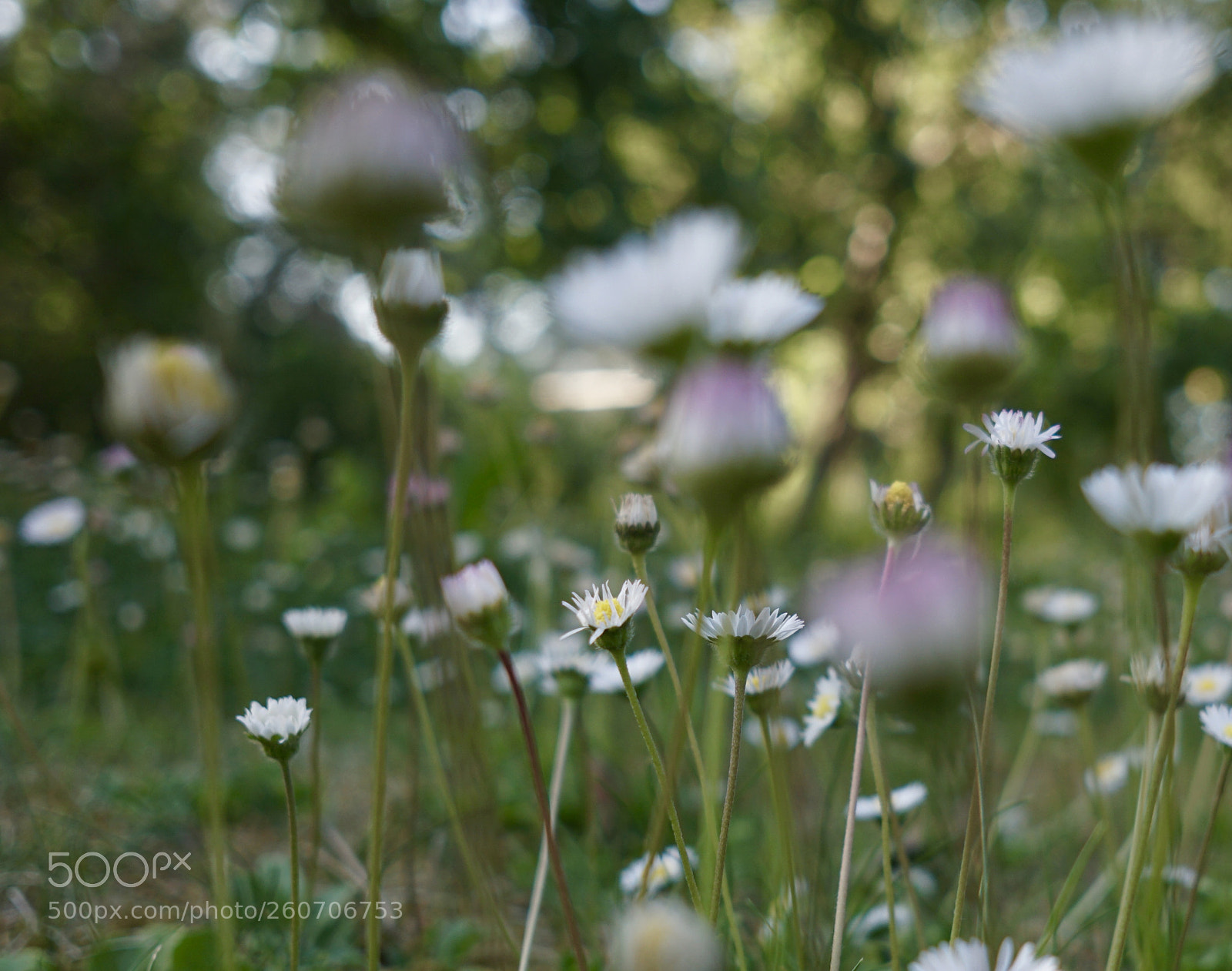 Sony a6000 sample photo. Flower on a meadow photography