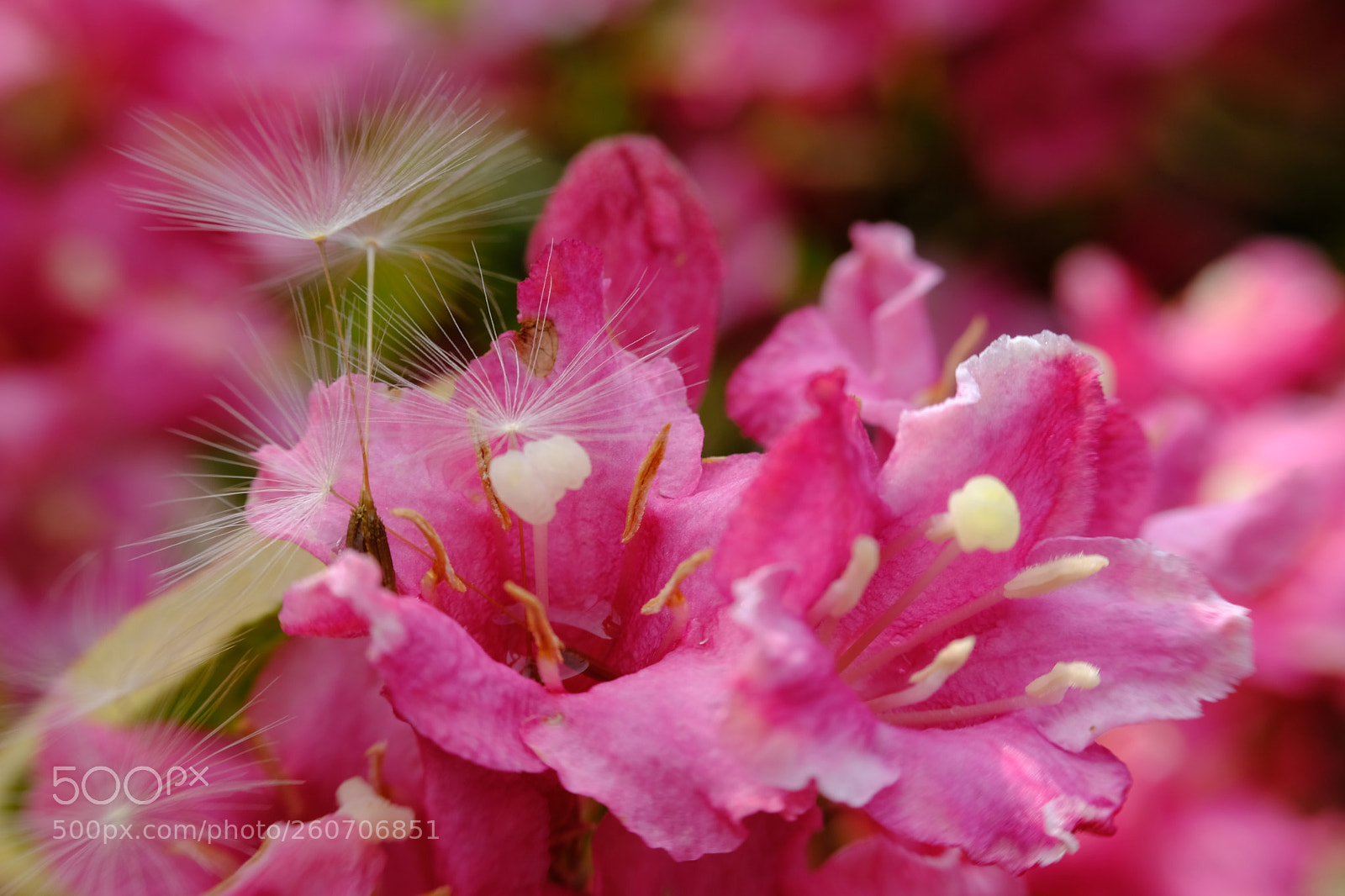 Fujifilm X-T2 sample photo. Myrtle time photography