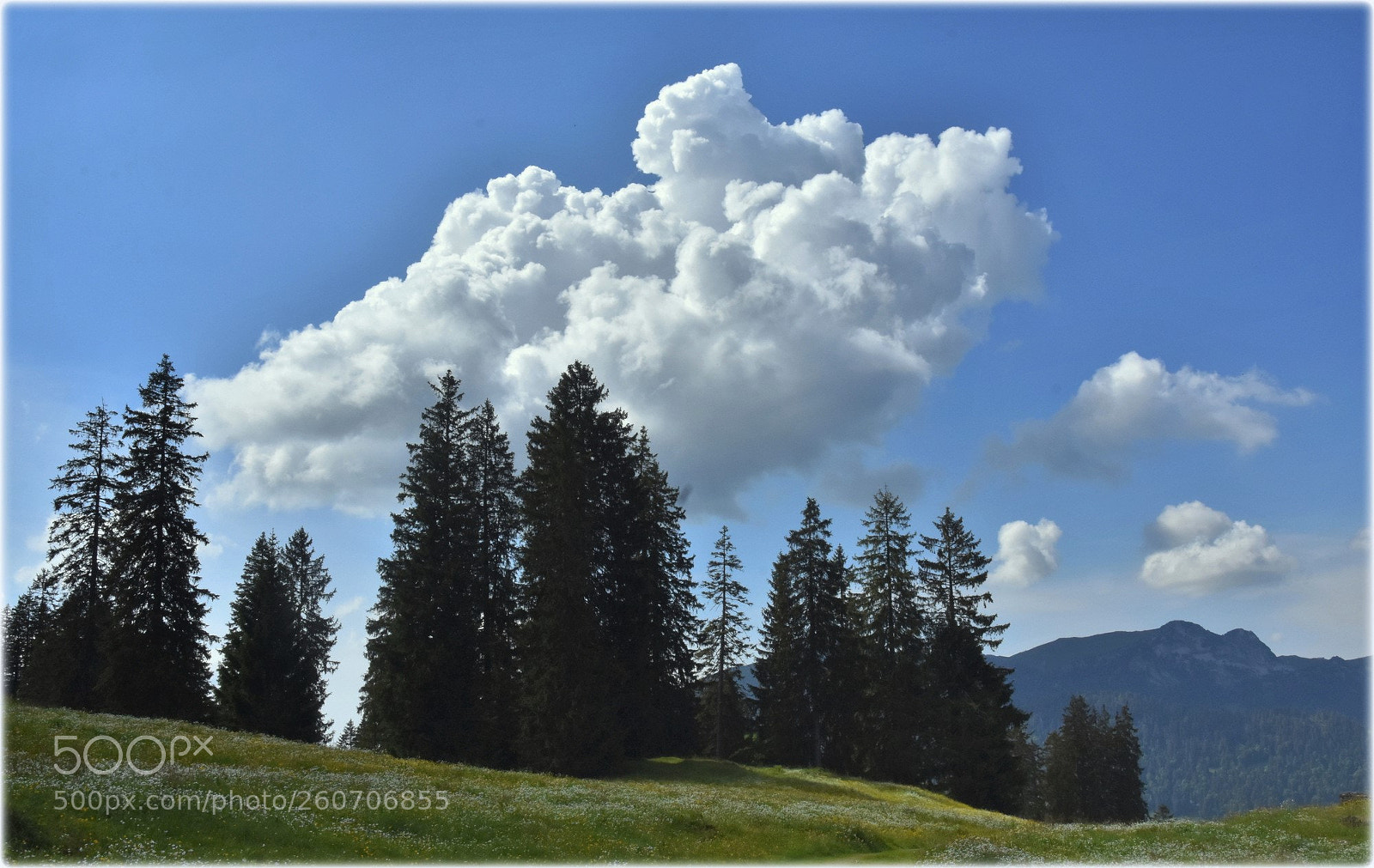 Nikon D7200 sample photo. "sky n`trees"" photography