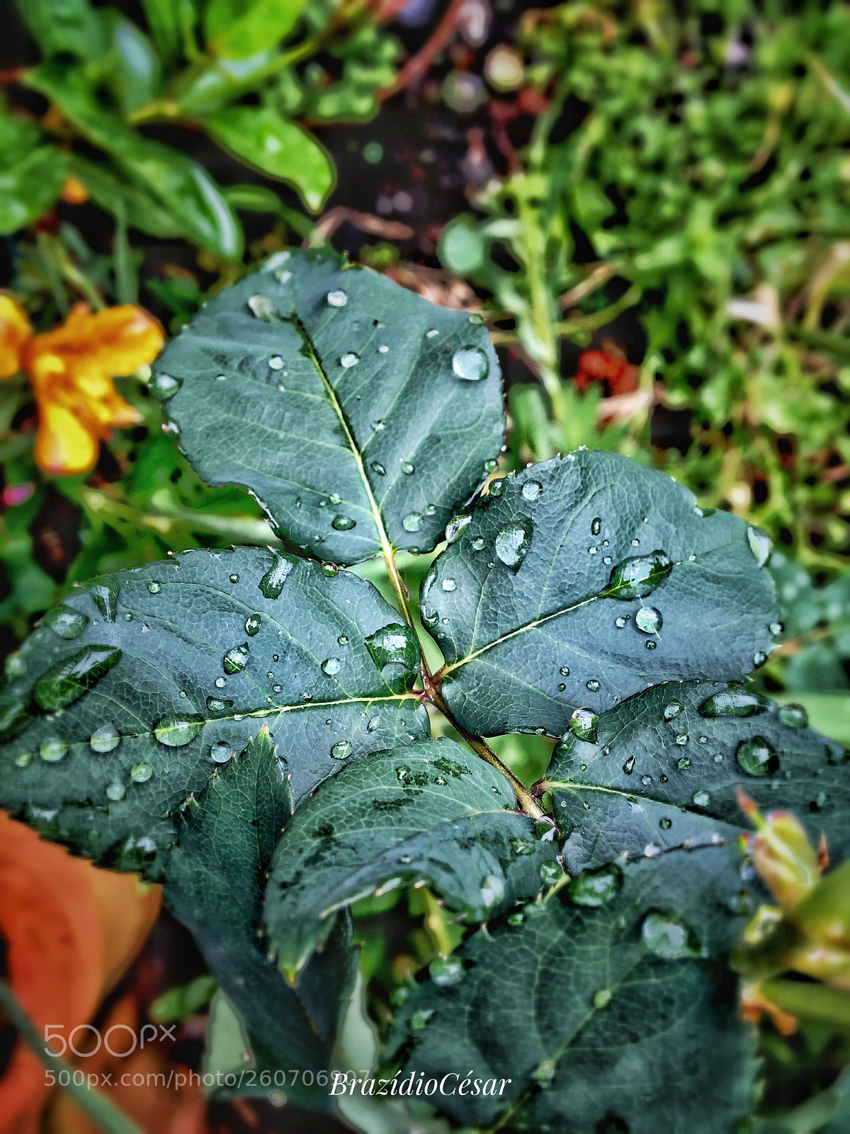 Apple iPhone 6s sample photo. Untitled photography