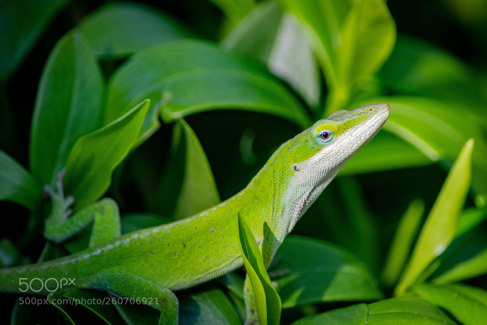 Nikon D7100 sample photo. Atole in the bush photography