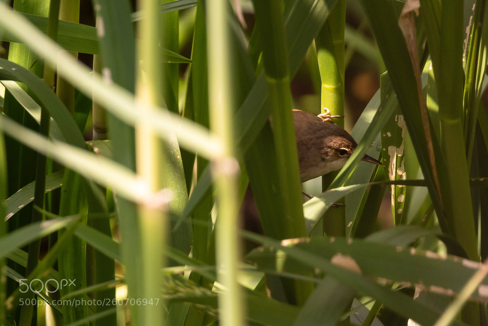 Nikon D810 sample photo. Small but nice! photography