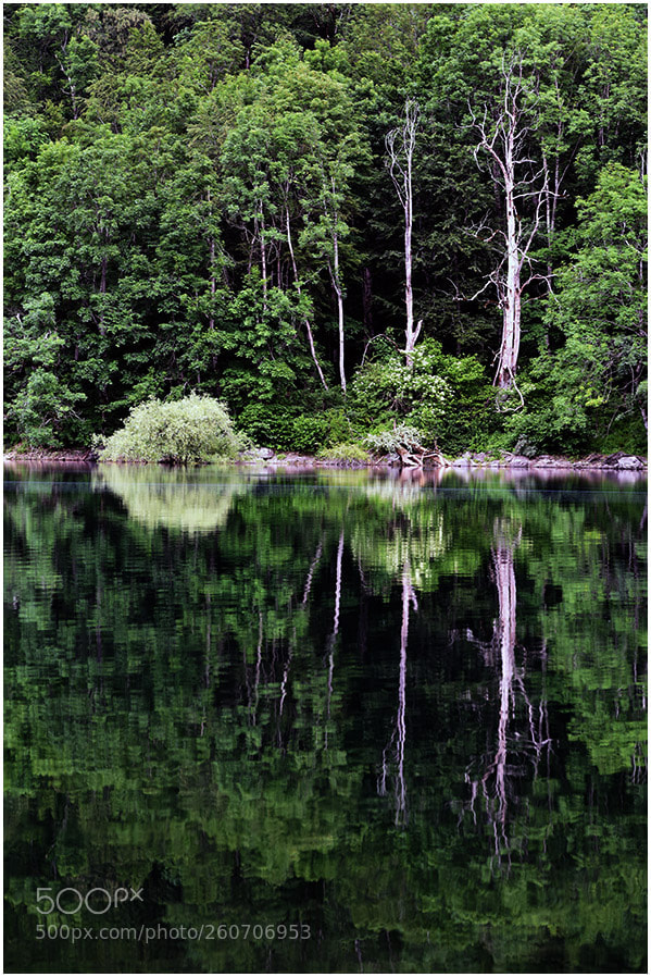Nikon D810 sample photo. Biogradsko photography