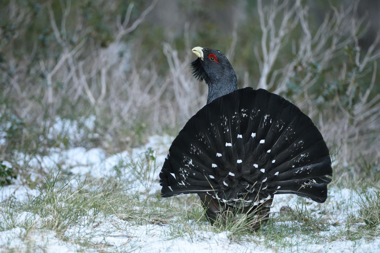 Nikon AF-S Nikkor 200-400mm F4G ED-IF VR sample photo. Gall fer photography